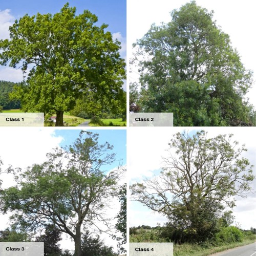 A series of four images of Ash trees which show the progression of Ash Dieback disease on a once healthy tree as it causes more of the leaves to blacken and then fall off, leaving the branches bare.