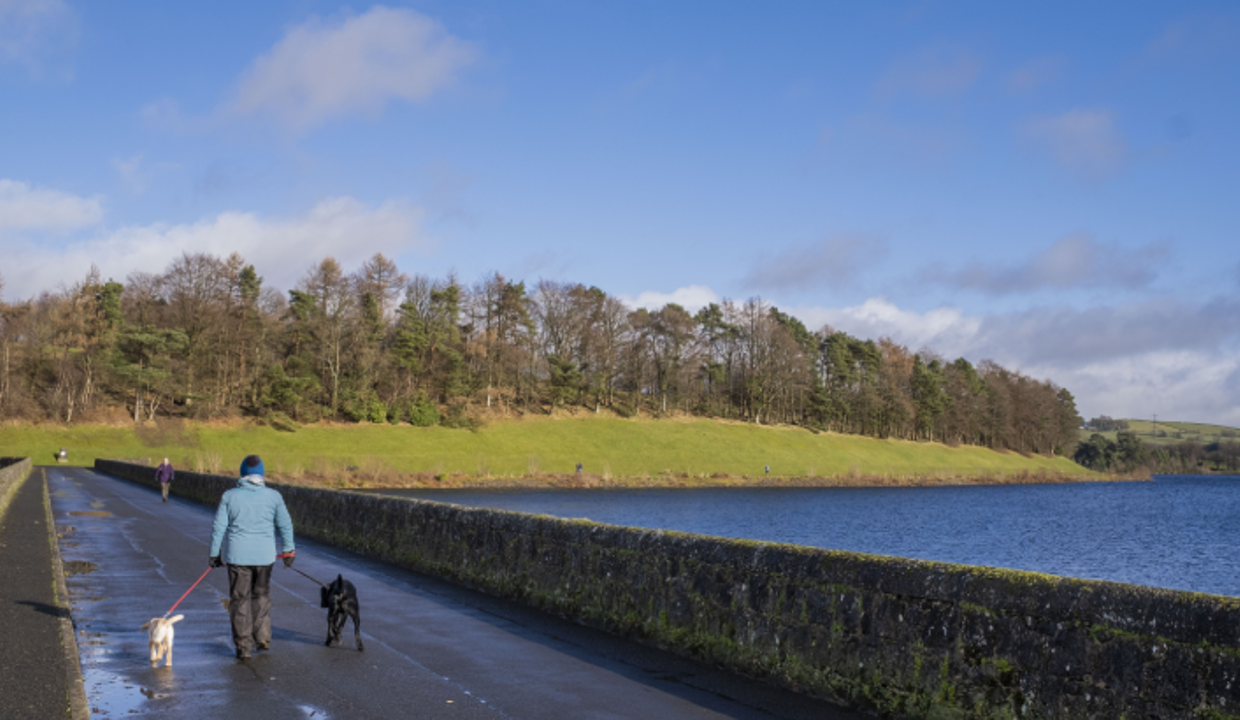 Person walking dogs at the Milngavie Reservoir on a sunny day