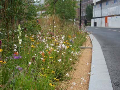 SuDS cascade through significant areas of level change, together with wetland planting