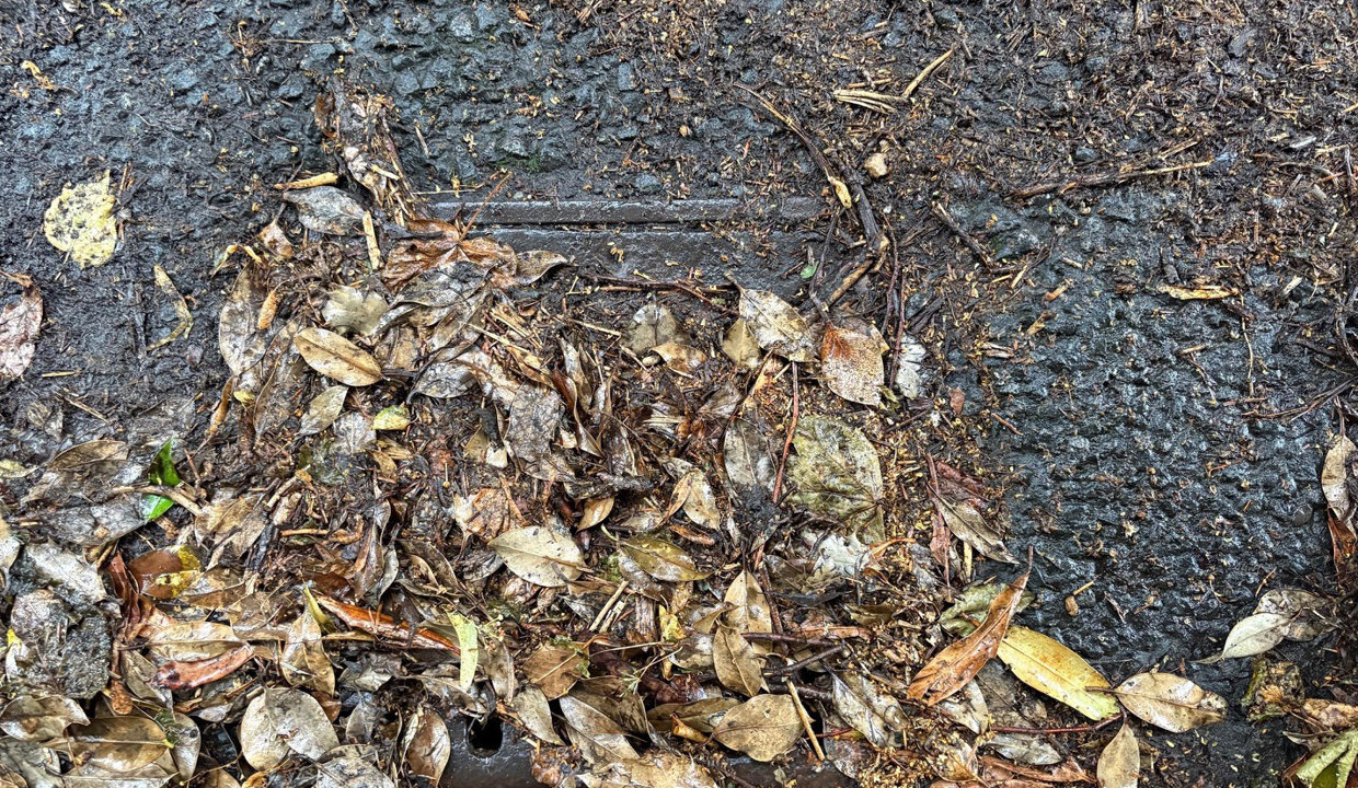 Example of a gully grating covered with leaves