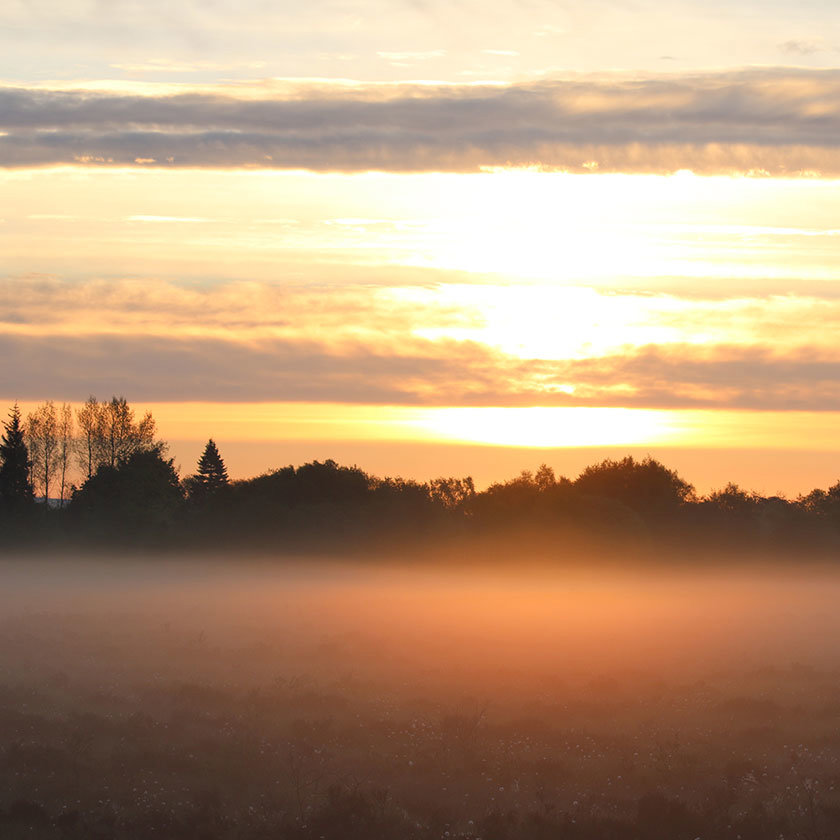 Sun setting on a misty day with a row of trees in the foreground