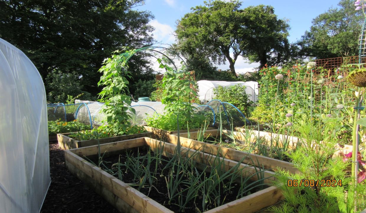A view of the Rosebank Allotments showing vegetables growing in wooden raised beds. There is a polytunnel on the left of the picture along with one in the distance. 